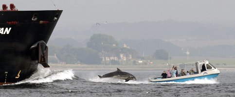 A dolphin off Chanonry Point (photo: Neil MacGregor)