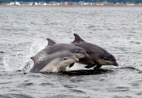 Dolphins leaping at Chanonry Point (photo: Neil MacGregor)