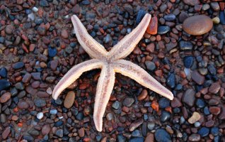 Starfish on Rosemarkie Beach
